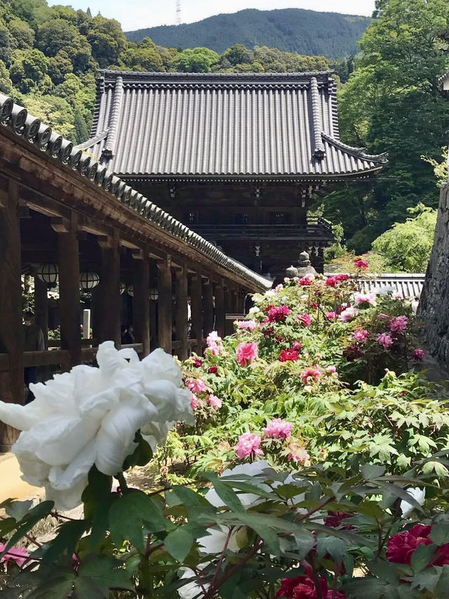 Peony Season at Hase-dera Temple