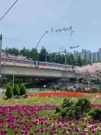 벚꽃 데이트 부산북구편 🌸🌸
