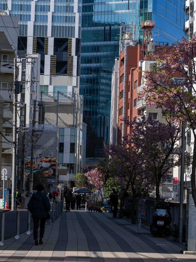 人が少なくねらい目！渋谷川の桜🌸
