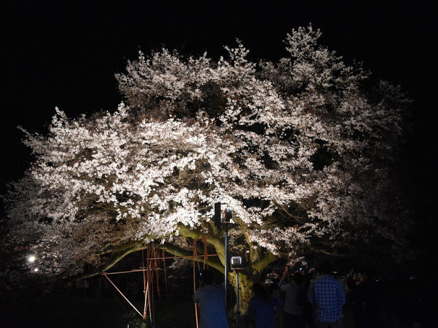 光に浮かぶ幻想の一本桜に感動🌸✨