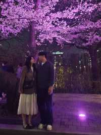 봄에 산책하기 딱 좋은 여의도 한강공원~벚꽃길 🌸