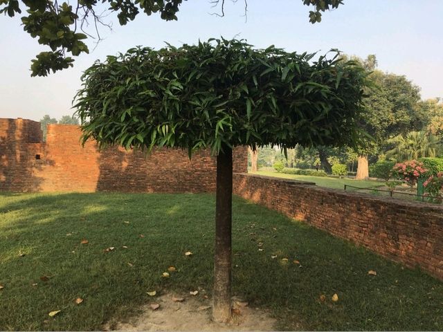 🇳🇵🇮🇳 佛陀出生地+涅槃處