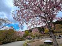尾勝寺-櫻花與達摩不倒翁，大阪近郊賞櫻。
