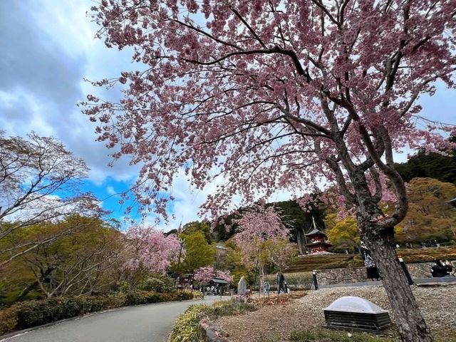 尾勝寺-櫻花與達摩不倒翁，大阪近郊賞櫻。