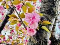 まだ間に合う！遅咲きの八重桜