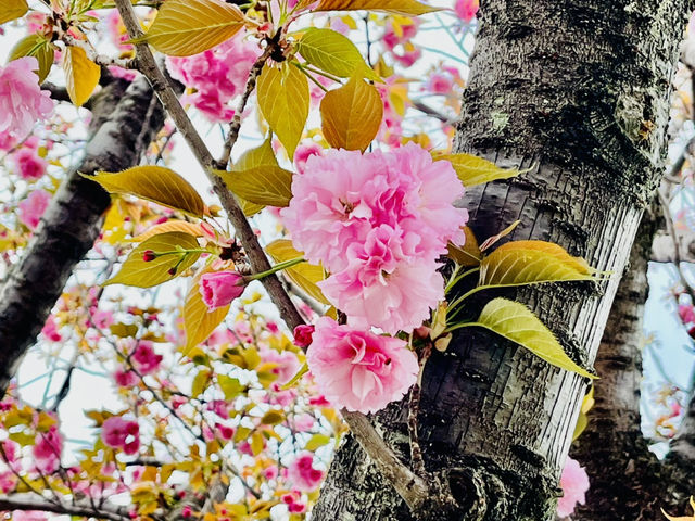 まだ間に合う！遅咲きの八重桜