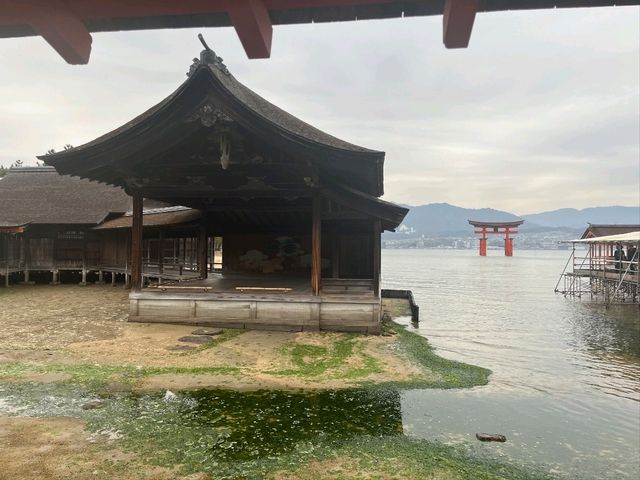 【広島】嚴島神社で海に浮かぶ鳥居を見る！