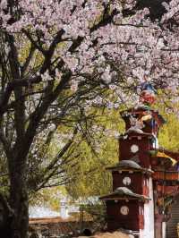 Praised by National Geographic! Nyingchi Peach Blossom Festival Will Stun You This Spring