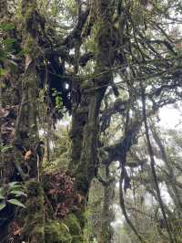 Mossy Forest , Cameron Highland มาเลเซีย