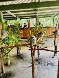 [オーストラリア観光] オーストラリア動物園 in QLD