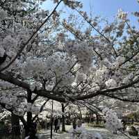 北九州🌸 小倉城櫻花璀璨🌸
