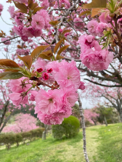 櫻の園 Shizumine Furusato Park Cherry Blossoms | A Pastoral Sakura