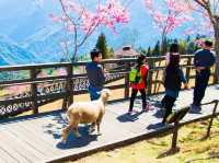 Cingjing Farm Cherry Blossoms: A Floral Fairytale in Taiwan’s Highlands