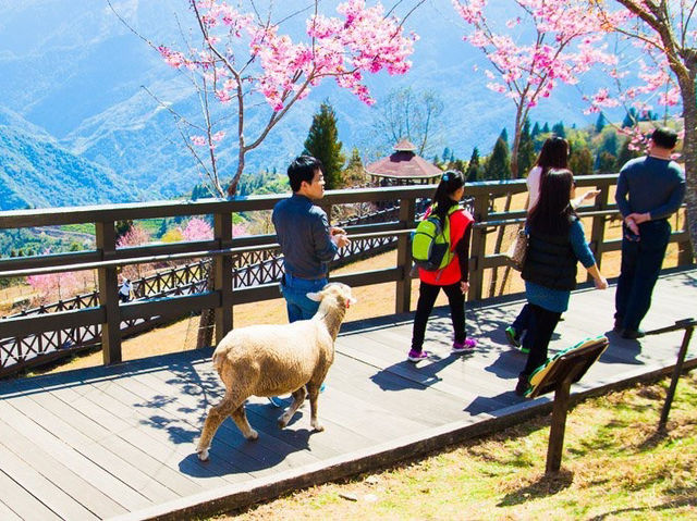 Cingjing Farm Cherry Blossoms: A Floral Fairytale in Taiwan’s Highlands