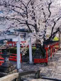 Kyoto Hidden Cherry Blossom Gem - Takenaka Inari Shrine 🌸🚶‍♀️
