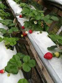 “Sweet Escapes: A Day at Mesilau Strawberry Farm”
