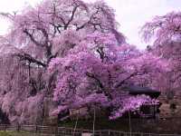 Katsuma Yakushidō Sakura – Hidden Cherry Blossom Gem in Ina City, Nagano