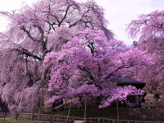 Katsuma Yakushidō Sakura – Hidden Cherry Blossom Gem in Ina City, Nagano