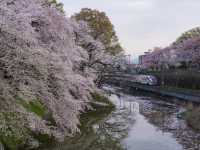 Kasumigaoka Park Sakura | Yamagata's Castle Ruins in a Blossom Sea