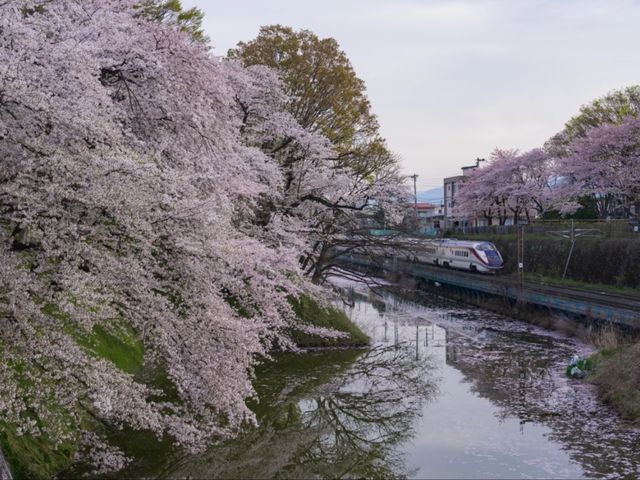 Kasumigaoka Park Sakura | Yamagata's Castle Ruins in a Blossom Sea
