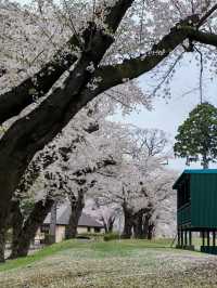 Towada Sakura – A Blooming Tunnel in Northern Japan