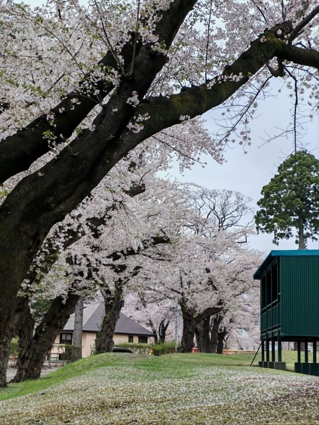 Towada Sakura – A Blooming Tunnel in Northern Japan