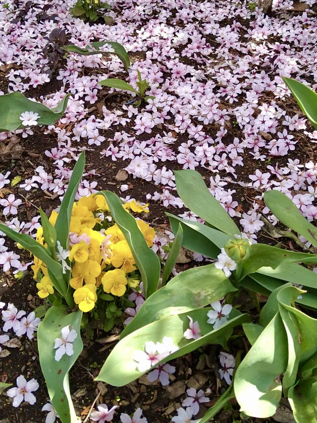 Spring Bloom Drive to Nakanojo Gardens
