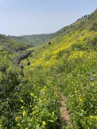 Golden Canola Fields Golan