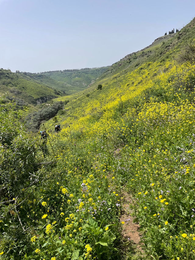 Golden Canola Fields Golan