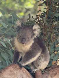 The cuddly koalas in Perth