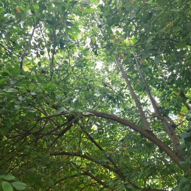 【コスタリカ】自然観察ツアー