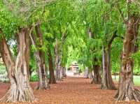 🌆✨ Brisbane City Centre Spring Getaway: Urban Oasis in 48 Hours