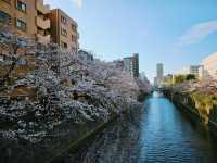 “Midnight Sakura: The River of Light and Silence”