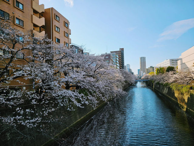 “Midnight Sakura: The River of Light and Silence”