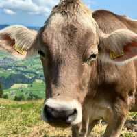 Swiss Fairytale Escape: Hiking, History & Heavenly Views in Schwende-Rüte