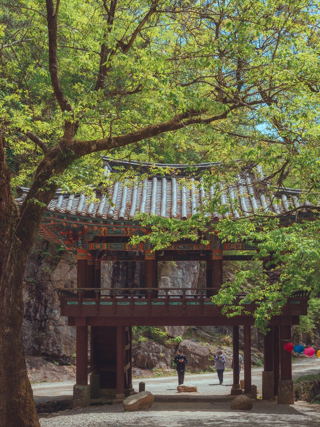 겹벚꽃 동양화 그림이 실존하는 여행지“선암사”
