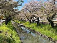 This spot is straight-up charming during cherry blossom season
