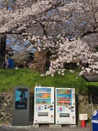 Chill Walk and a Whole Lotta Petals