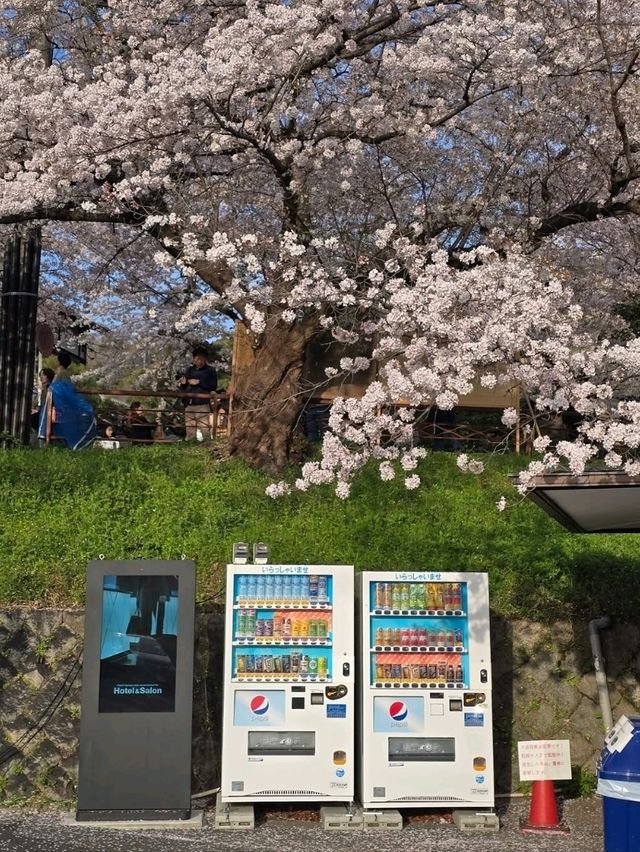 Chill Walk and a Whole Lotta Petals