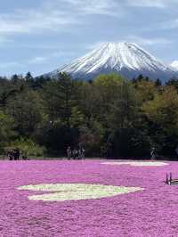 芝櫻