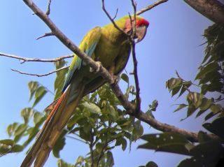 【Pierella Ecological Garden】A small paradise in Costa Rica nurtured from scratch over 30 years.