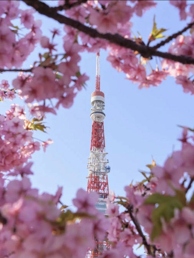 跟著櫻花季遊東京～