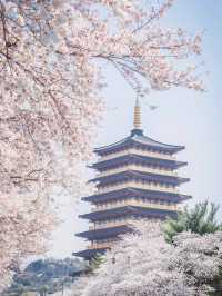 My N-th Spring in Korea, Healed by Cherry Blossoms 🌸