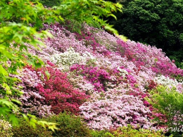 【佐賀県】佐賀県屈指の国指定名勝「御船山楽園」