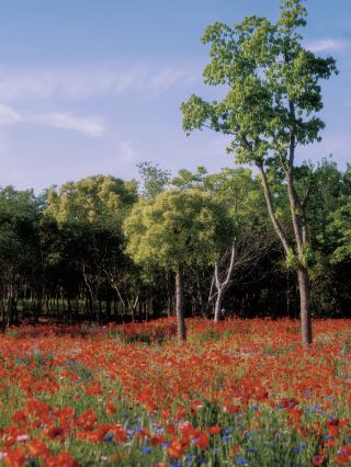 Just 10 Minutes from the Metro: Step into a Monet Painting 🎨🌼