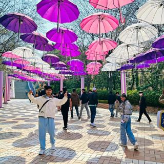 Daegu: Korea’s Secret Spring Sanctuary