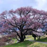 Sakura with a View