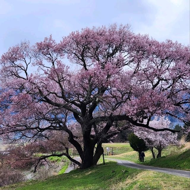 Sakura with a View