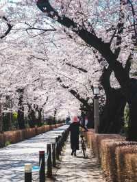 Aoyama Cemetery: Quiet Elegance Beneath the Blossoms