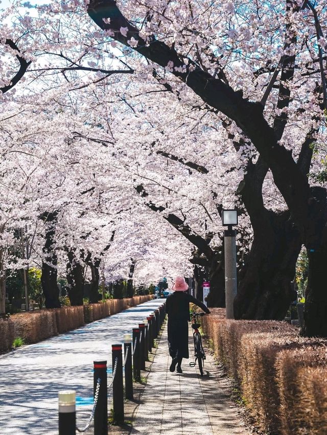 Aoyama Cemetery: Quiet Elegance Beneath the Blossoms